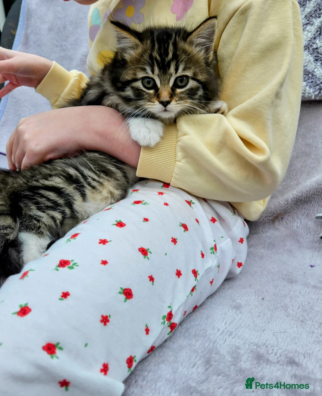 Mixed Breed cats for sale: 4 European Kittens  - Advert 1