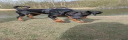 Dobermann dogs for sale: Doberman female 7 months  in Alfreton - Advert 5