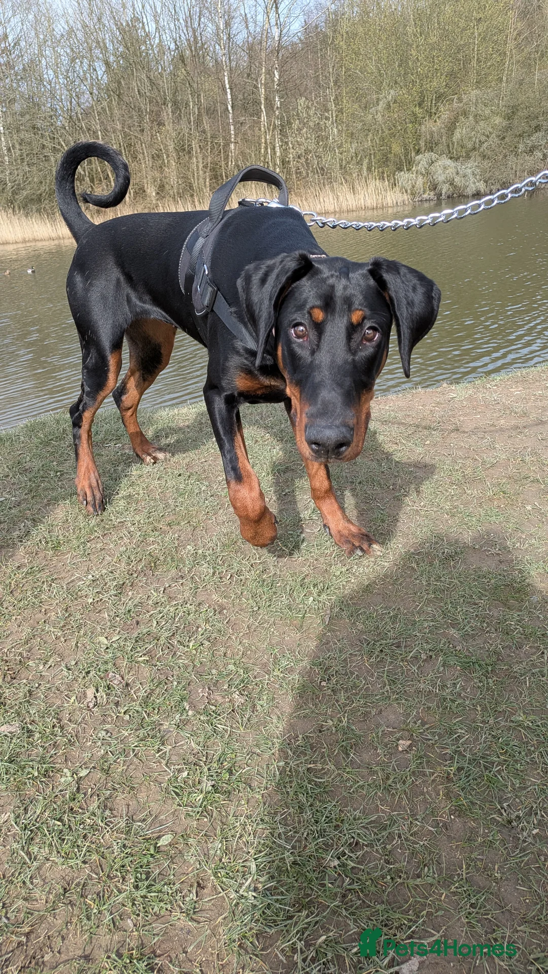 Dobermann dogs for sale: Doberman female 7 months  in Alfreton - Advert 5