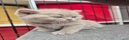British Shorthair cats for sale: British shorthair kittens fawn and chocolate males - Advert 5