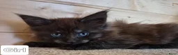 Maine Coon cats for sale: Mein con  - Advert 6