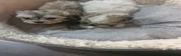 Malshi dogs for sale: Malshi in Dundee - Advert 7