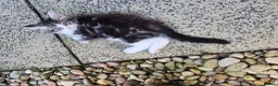 Maine Coon cats for sale: Maine Coons Ready Now!! 4 male 1 female  - Advert 18