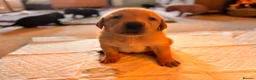 Labrador Retriever dogs for sale: 🐾 Kc reg labrador puppies 🐾  in Beccles - Advert 15