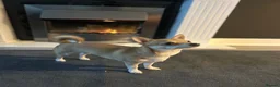 Chihuahua dogs for sale: Chihuahua puppies 2x boys 1x girl  - Advert 14