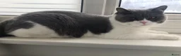 British Shorthair cats for sale: Indoor BSH male cat for sale (5yrs old) - Advert 3