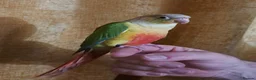 Conures birds for sale: Pineapple Conure in Bonnybridge - Advert 3
