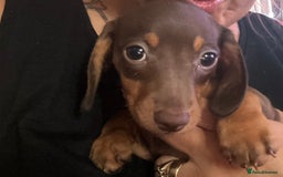 Miniature Dachshund dogs for sale: Pure miniature dachshunds - Image 5