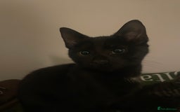 Mixed Breed cats for sale: 😻friendly kittens looking for forever homes - Image 3