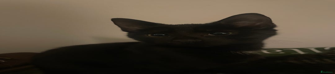 Mixed Breed Kitten 1