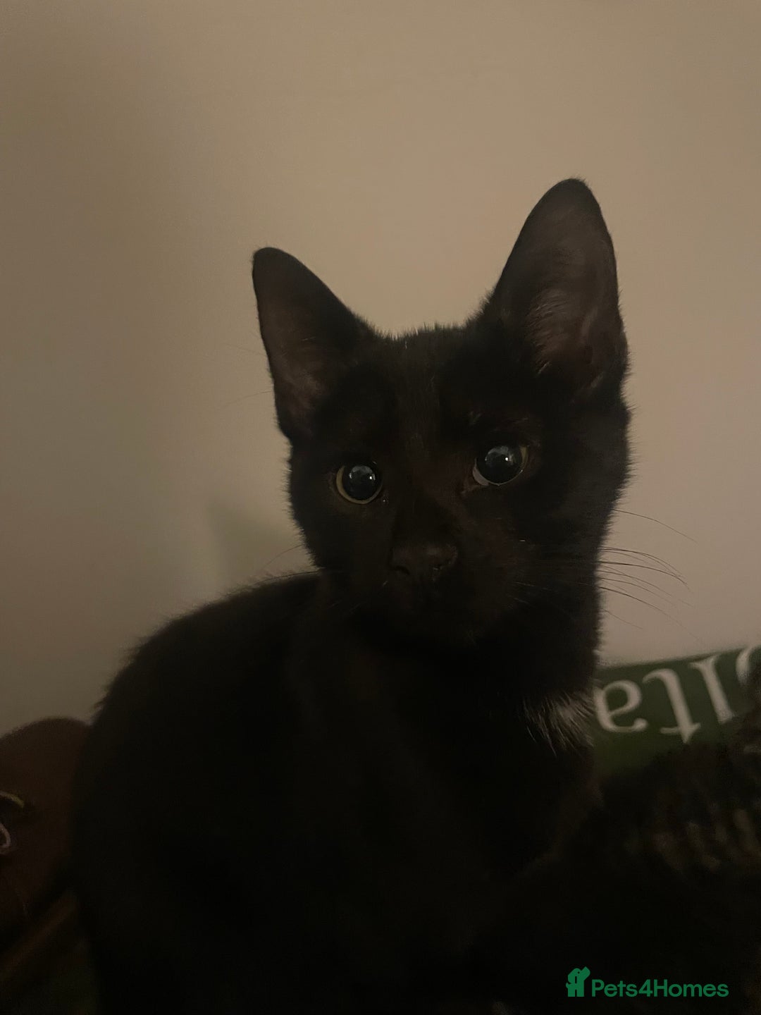 Mixed Breed cats for sale: 😻friendly kittens looking for forever homes - Image 3