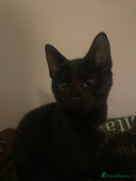 Mixed Breed cats - Advert 8