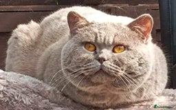 British Shorthair cats for sale: Gccf STUD, Blue Spotted,Blue, Lilac, Bi - Image 27