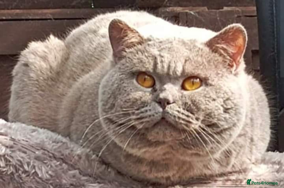 British Shorthair cats for sale: Gccf STUD, Blue Spotted,Blue, Lilac, Bi - Image 27
