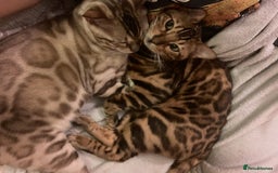 Bengal cats for sale: 2 Beautiful Bengal Cats  - Image 2