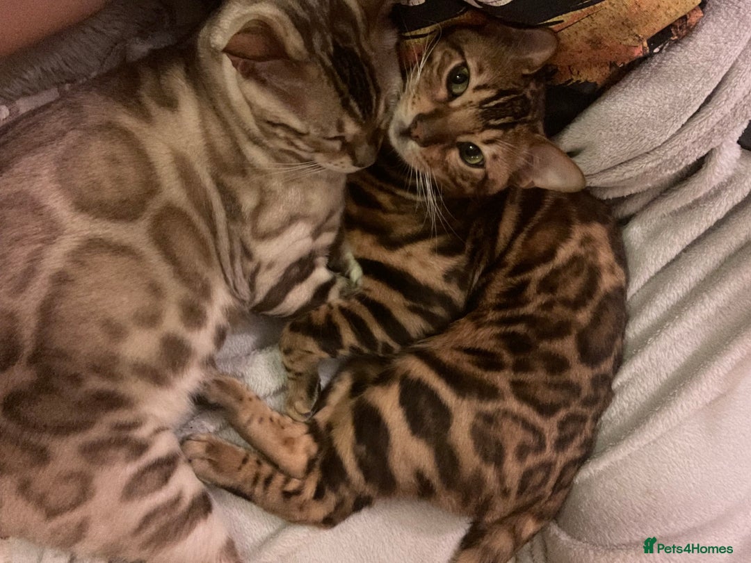Bengal cats for sale: 2 Beautiful Bengal Cats  - Image 2