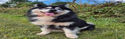 Alaskan Malamute dogs for stud: KC registered alaskan malamute for stud - Advert 8