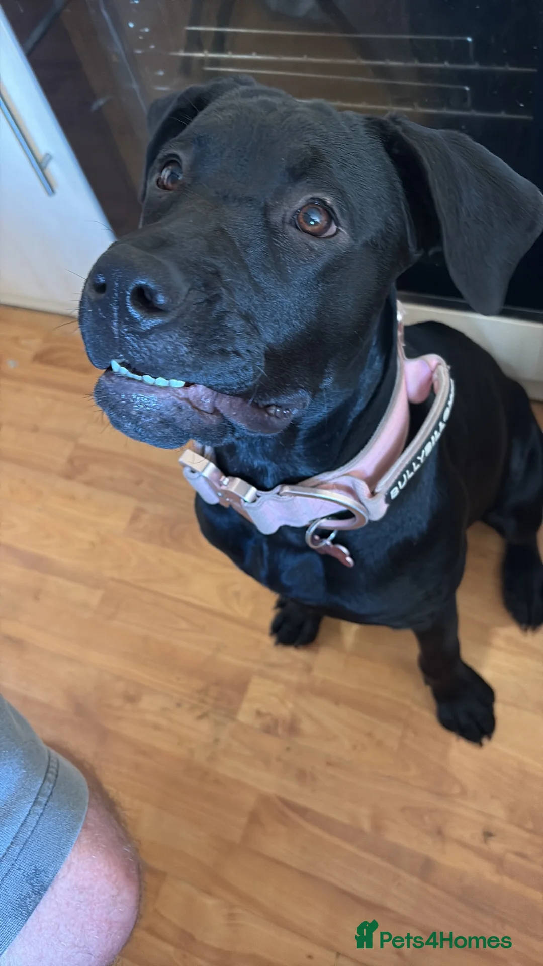 Mixed Breed dogs for sale: Bella  in Peterborough - Advert 1