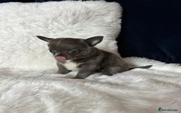 Chihuahua dogs for sale: Quality Tiny Teacup Chihuahua Female Puppy  - Image 4