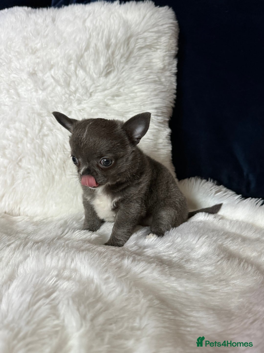 Chihuahua dogs for sale: Quality Tiny Teacup Chihuahua Female Puppy  - Image 4