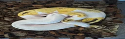 Python Snake reptiles for sale: Fire,pastel,orange dream,pied  - Advert 6