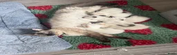 Ragdoll cats for sale: 🐾 Ragdoll Kittens – 5 Girls Available 🐾 in Dundee - Advert 6