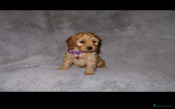 Cockapoo dogs for sale: Cockerpoo puppies  - Advert 6