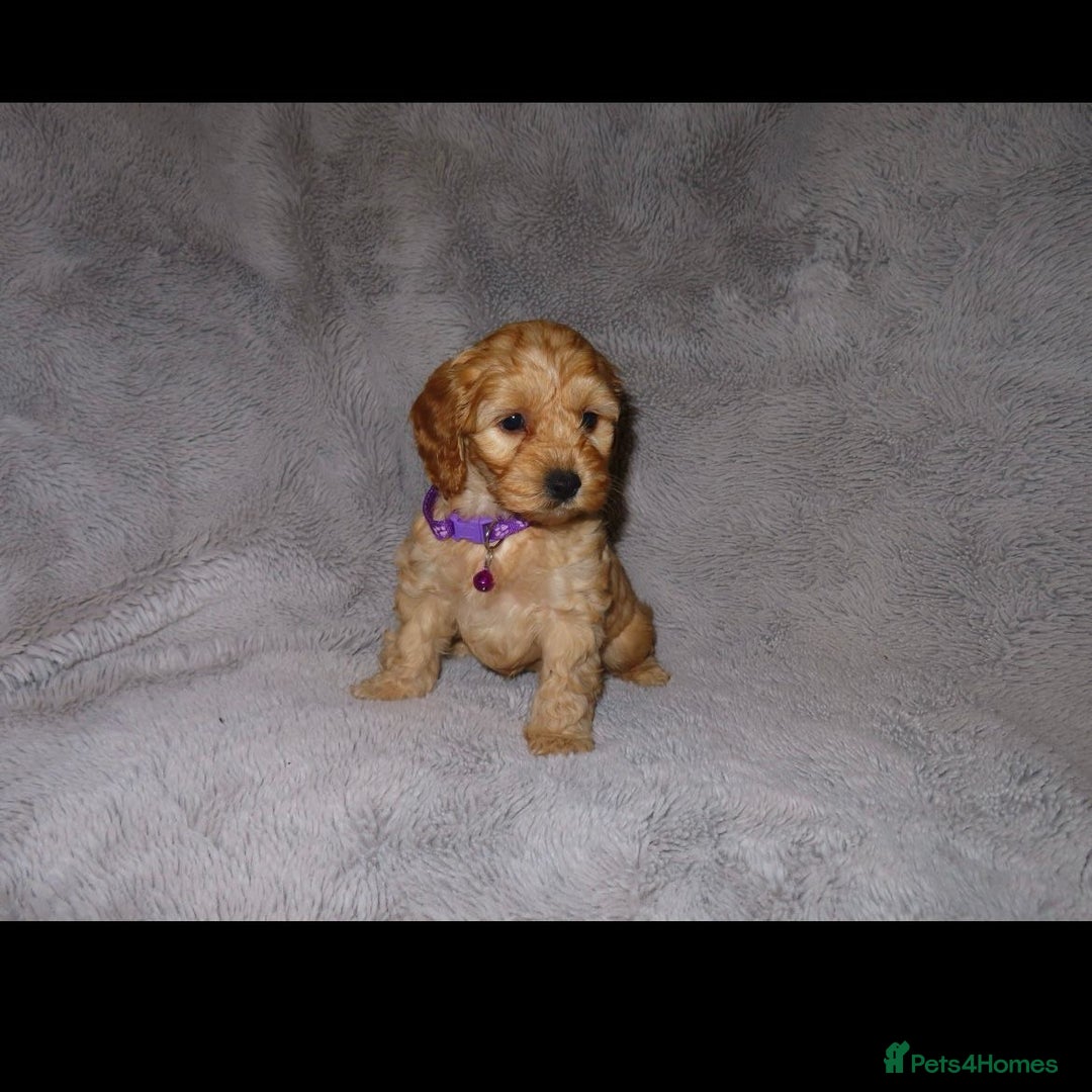 Cockapoo dogs for sale: Cockerpoo puppies  - Advert 6