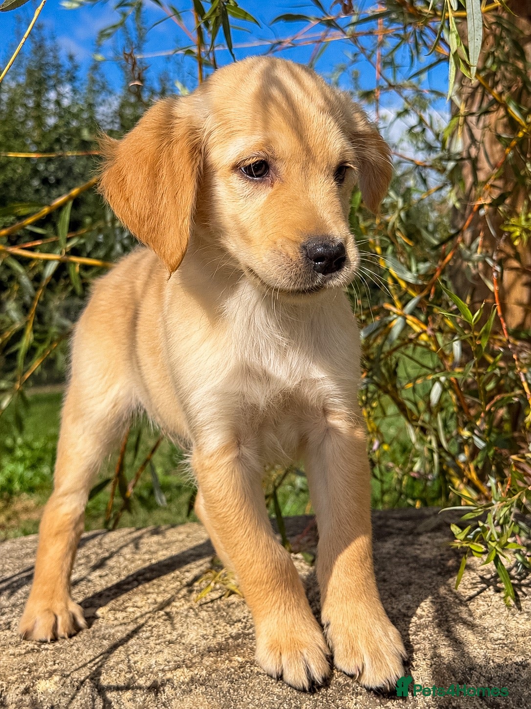 Golden Retriever dogs Beautiful Soft Gentle Golden Retrievers  - Advert 2
