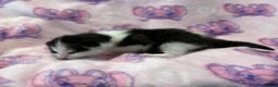 Mixed Breed cats for sale: Frankie’s Kittens Ready 20th August - Advert 22