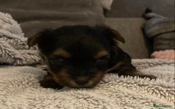 Mixed Breed dogs for sale: Biewer Yorkshire Terrier puppies for sale - Image 3