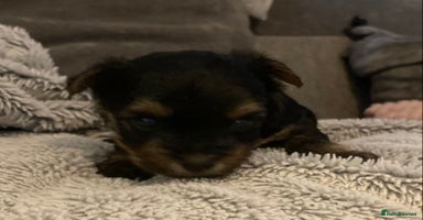 Mixed Breed dogs - Advert 11