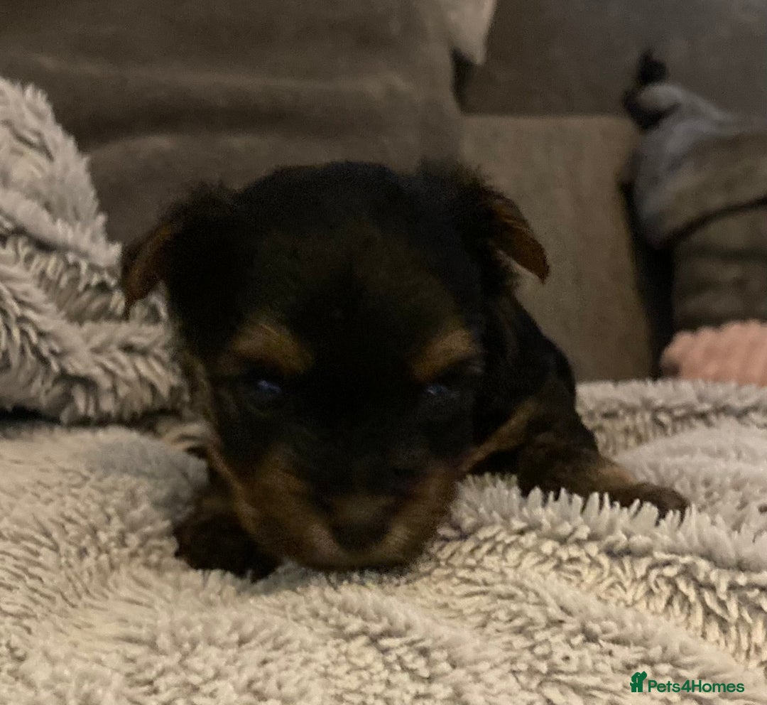 Mixed Breed dogs for sale: Biewer Yorkshire Terrier puppies for sale - Image 3