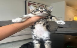 Mixed Breed cats for sale: Mixed Ragdoll / Tabby Adorable Kittens  - Image 13