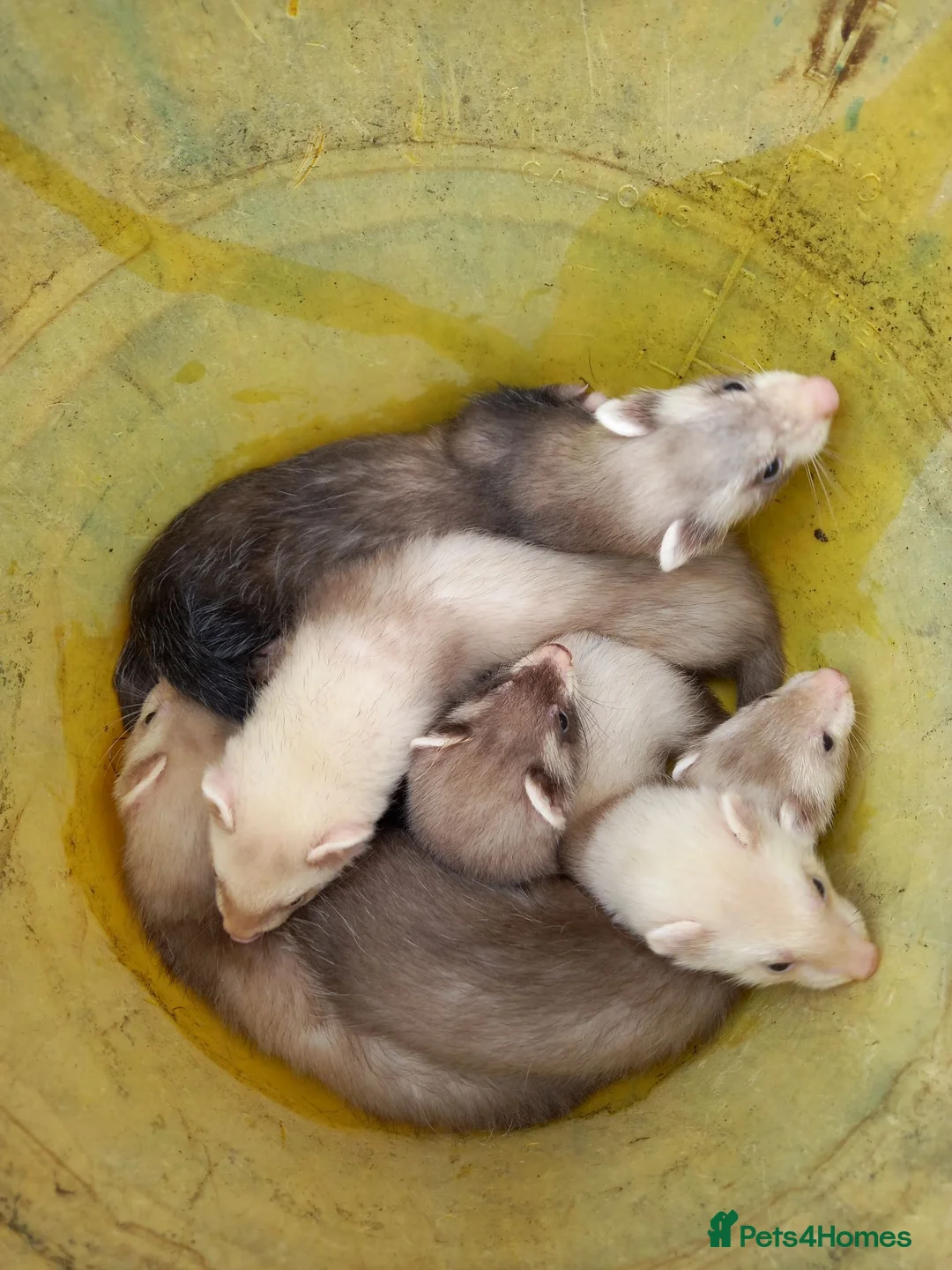 Ferret rodents for sale: Baby  ferrets for sale in Uckfield - Advert 7