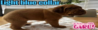 Dogue De Bordeaux 3