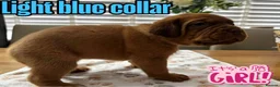 Dogue De Bordeaux dogs for sale: Beautiful KC Registered Dogue de Bordeaux Puppies - Advert 13