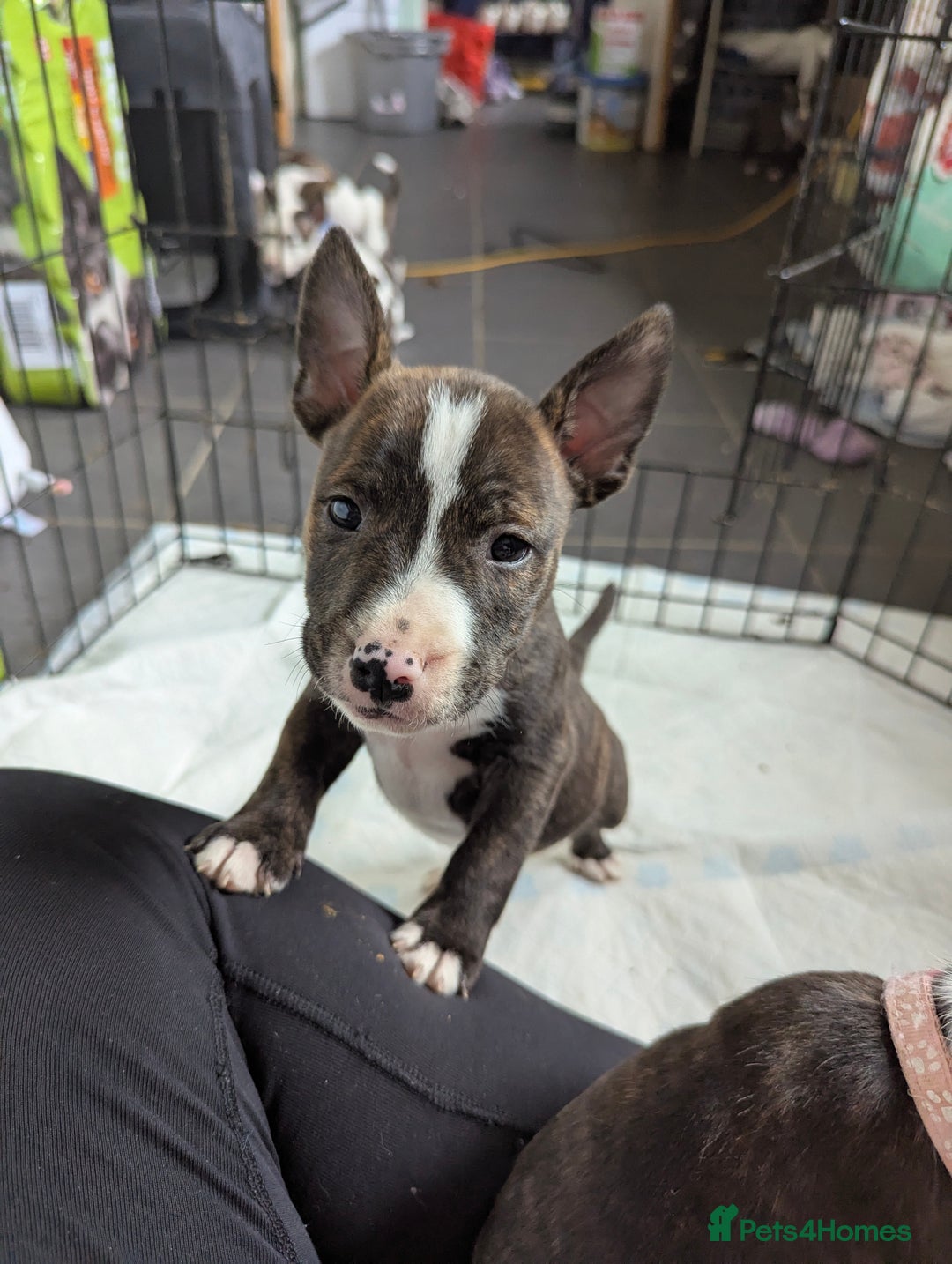 English Bull Terrier dogs for sale: English bull terrier cross staffys - Image 2