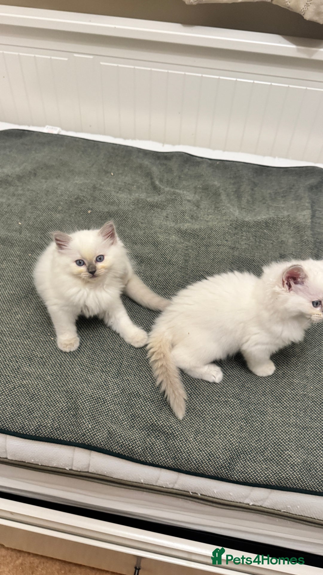 Ragdoll cats for sale: GCCF reg , Rare and milky white Lilac kittens  - Advert 19