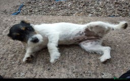 Jack Russell dogs for sale: JRT Female - Image 3