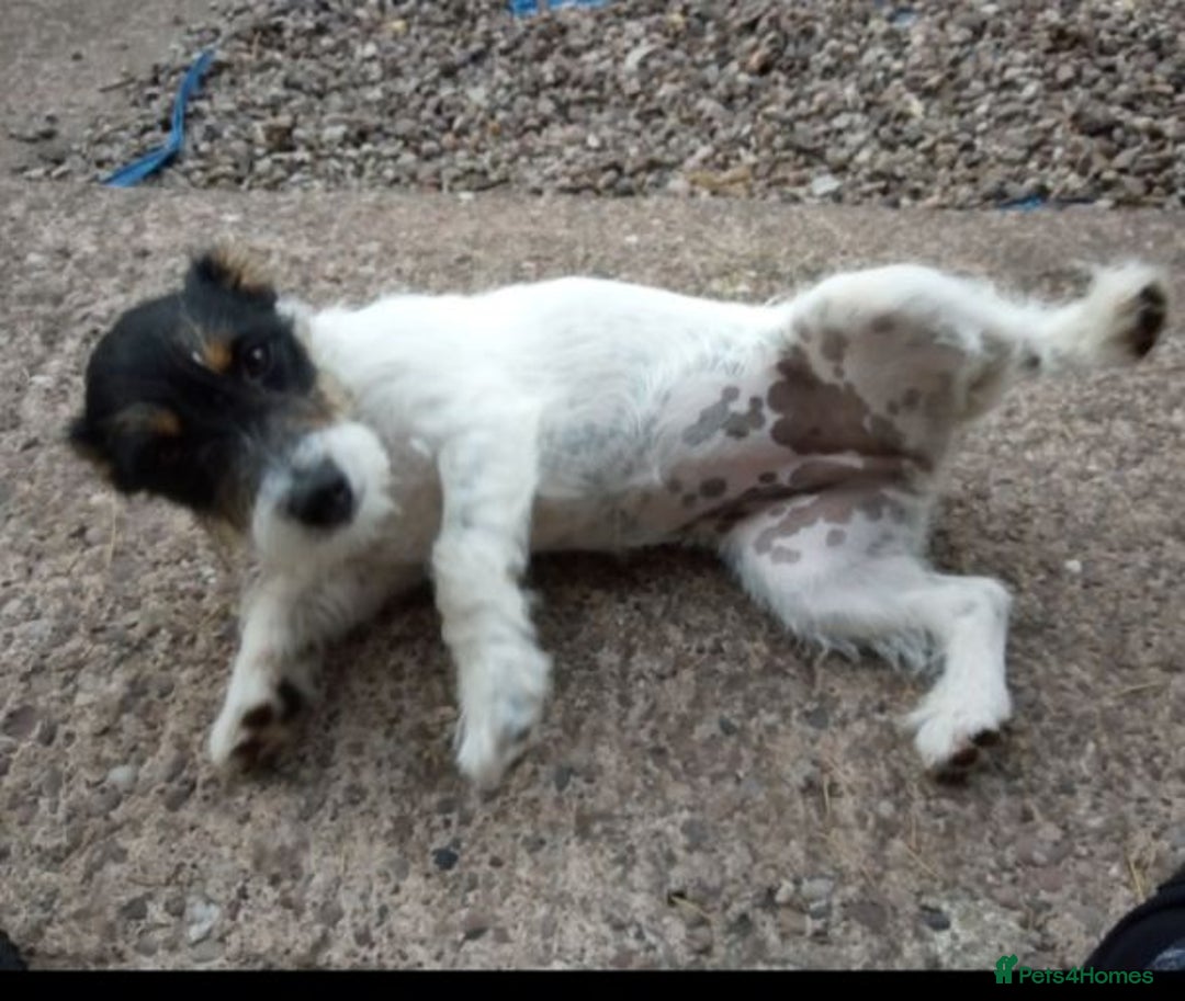 Jack Russell dogs for sale: JRT Female - Image 3