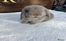 Mini Lop rabbits for sale: Stunning baby lilac Mini lop Buck - Image 2