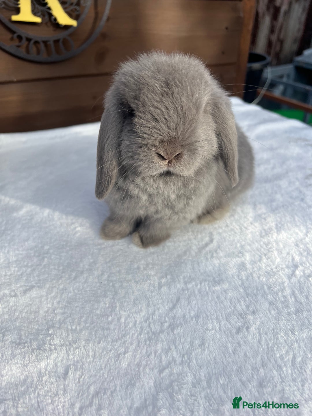 Mini Lop rabbits for sale: Stunning baby lilac Mini lop Buck - Image 2