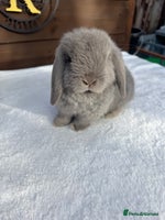 Mini Lop rabbits - Advert 4