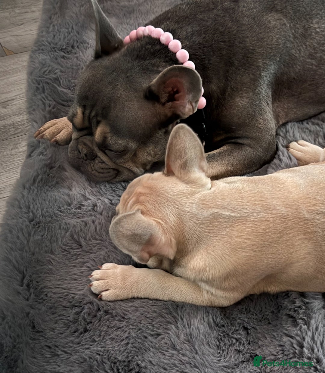 French Bulldog dogs for sale: LILAC Frawn 1girl pup left(I own both mom and dad) - Image 7