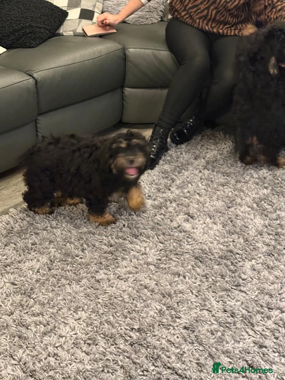 Bernedoodle dogs for sale: Beautiful Toy Bermedoodle puppies - Advert 7