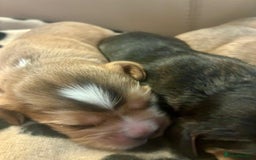 Cockalier dogs for sale: ✨ Beautiful Cockalier puppies ✨ - Image 7