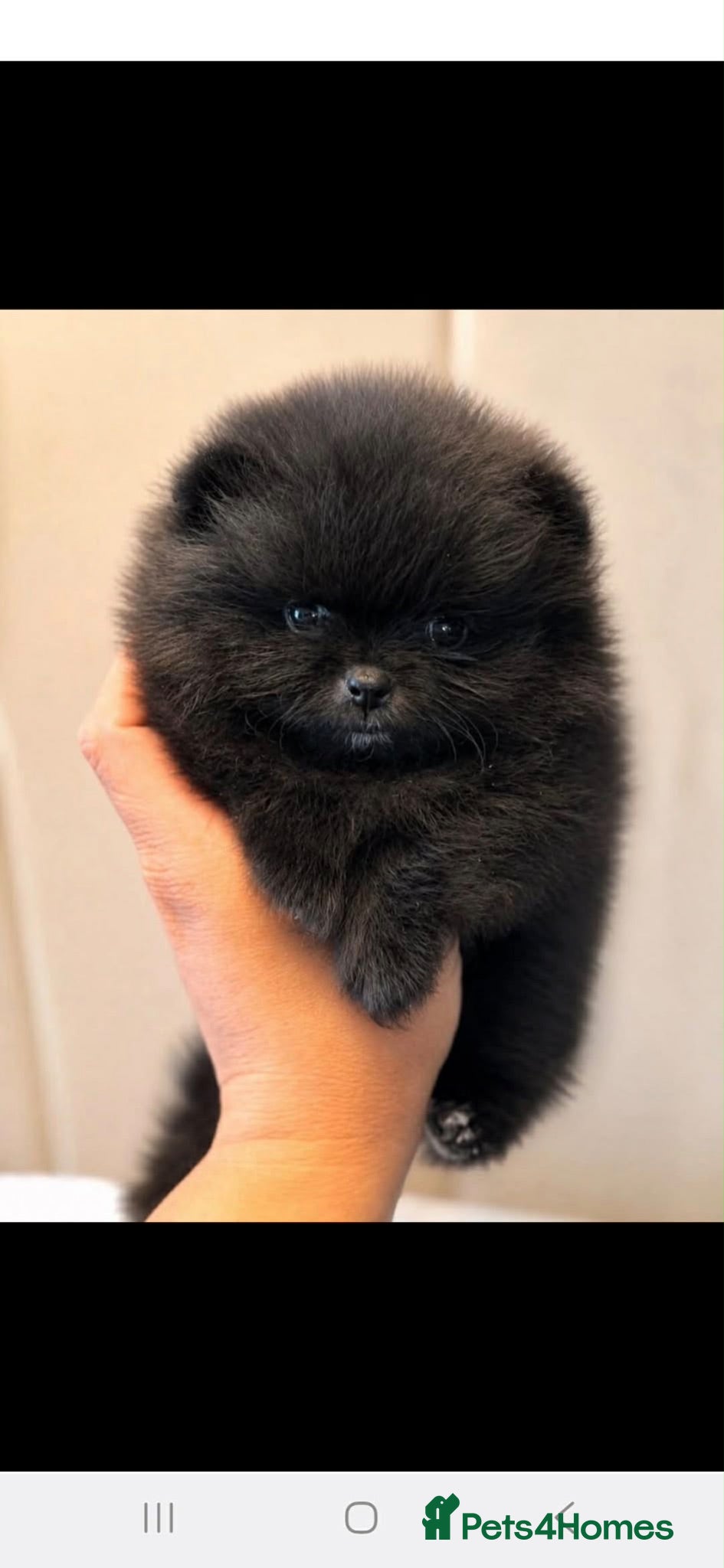 Pomeranian dogs Pomeranian  **  female puppie - Advert 5