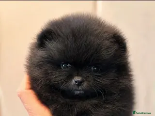 Pomeranian dogs Pomeranian ** female puppie - Advert 5