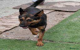 German Shepherd dogs for adoption: RICO  - Image 9